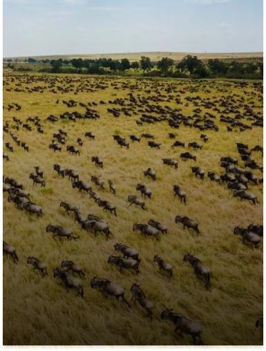 Great Migration