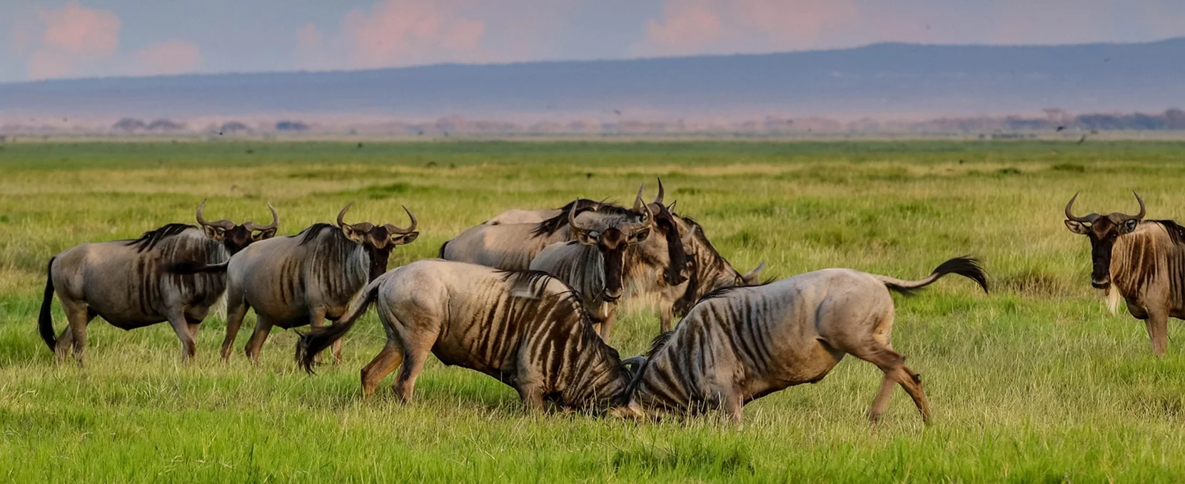 January Safari