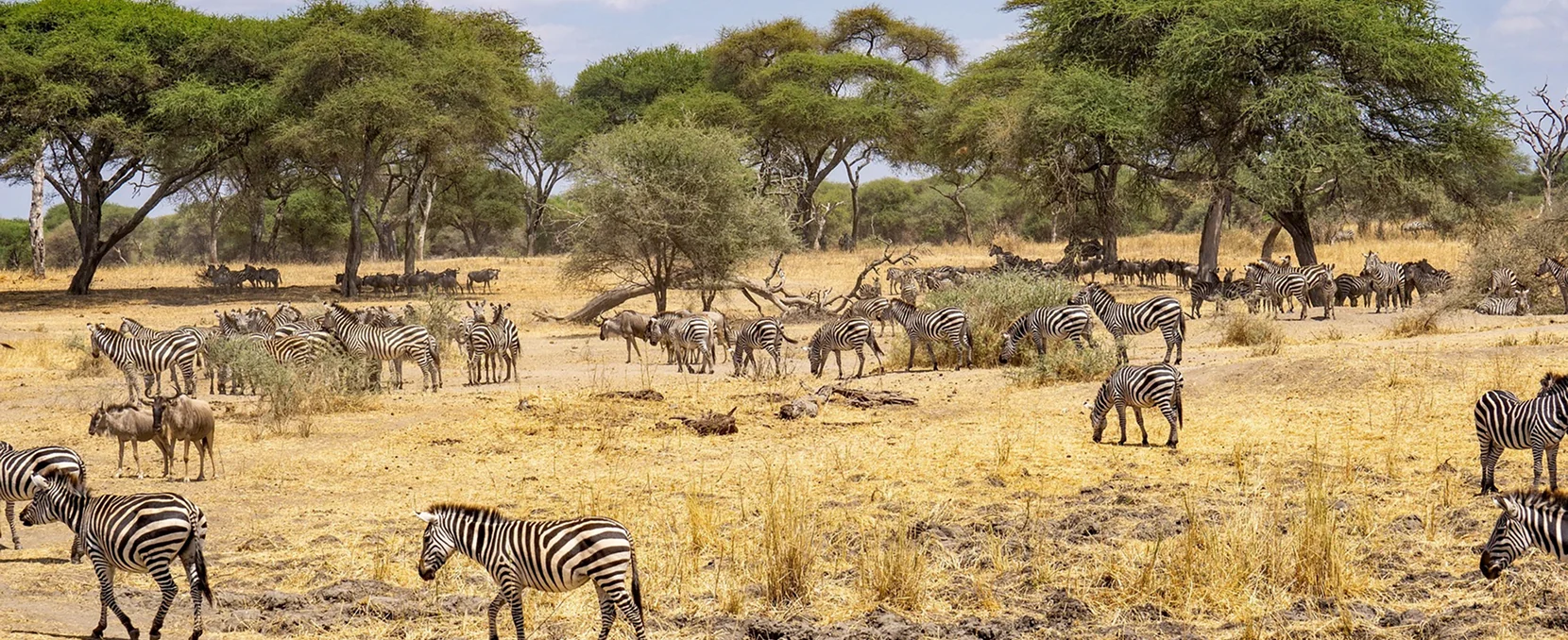 January Safari