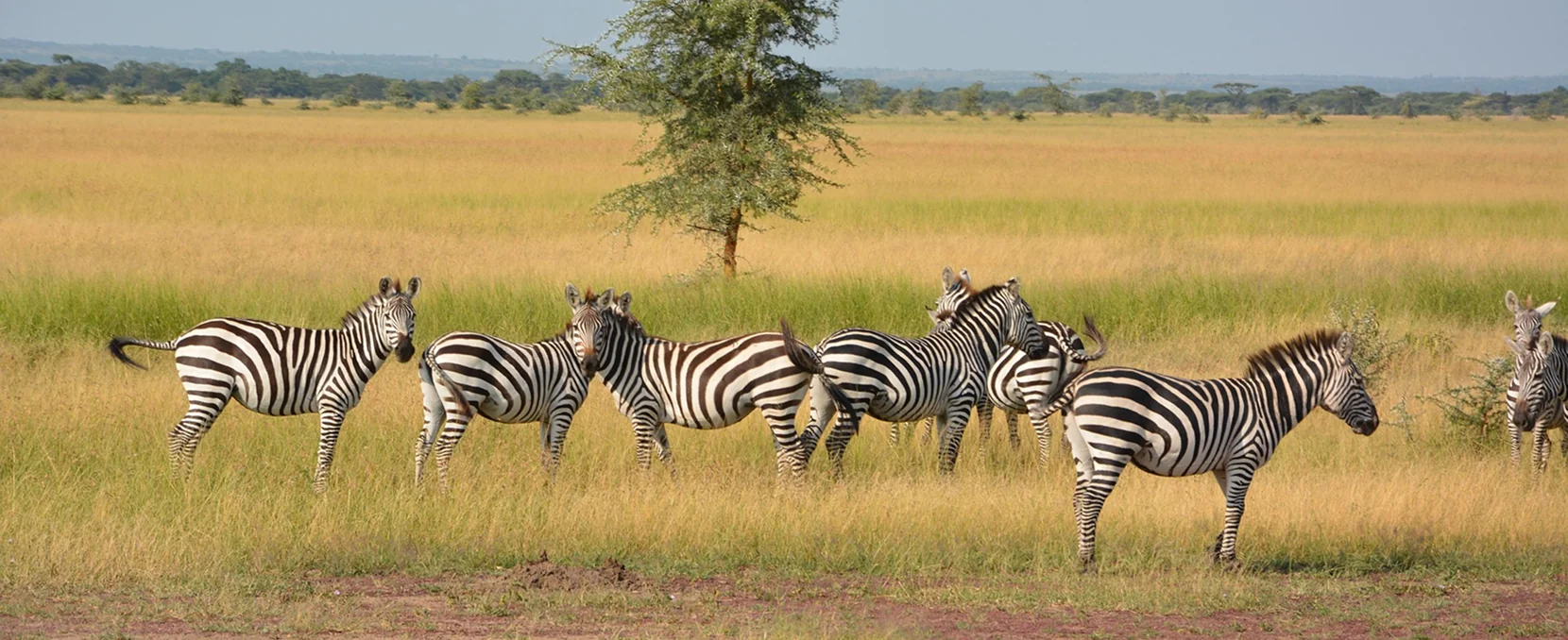 January Safari