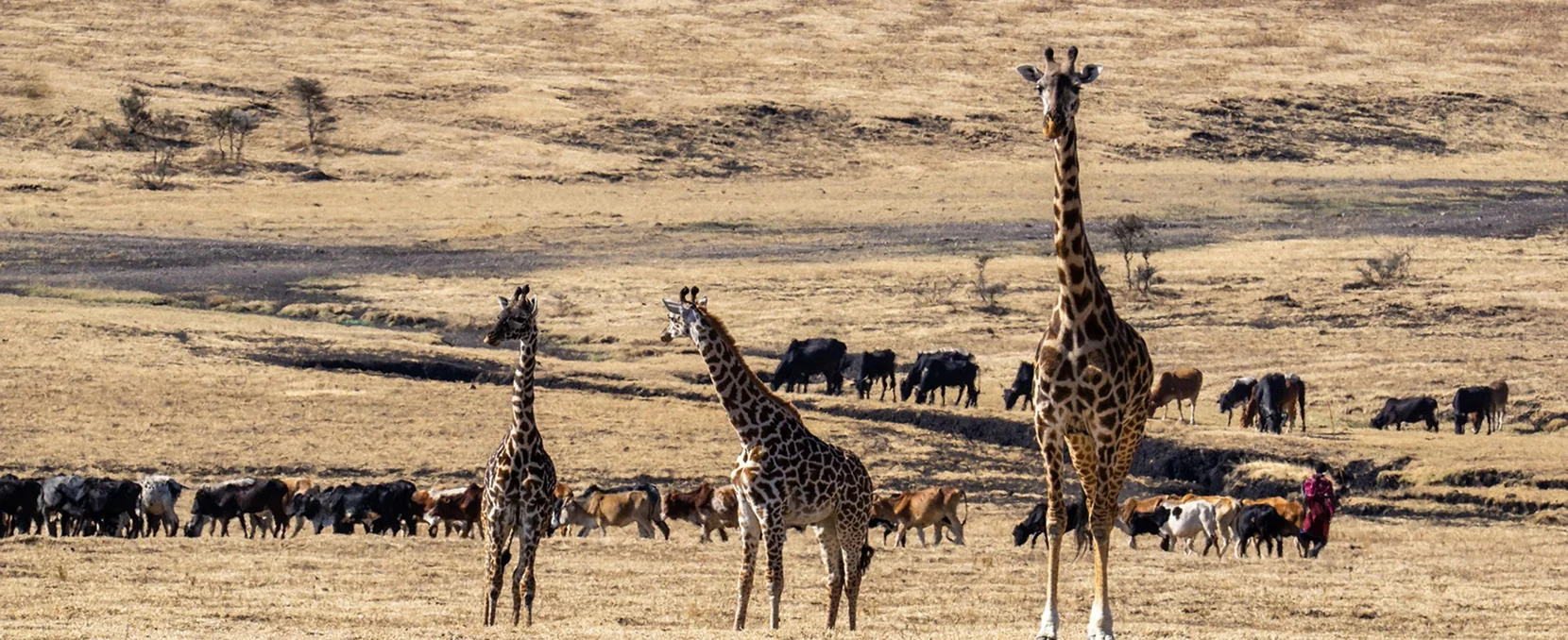 January Safari