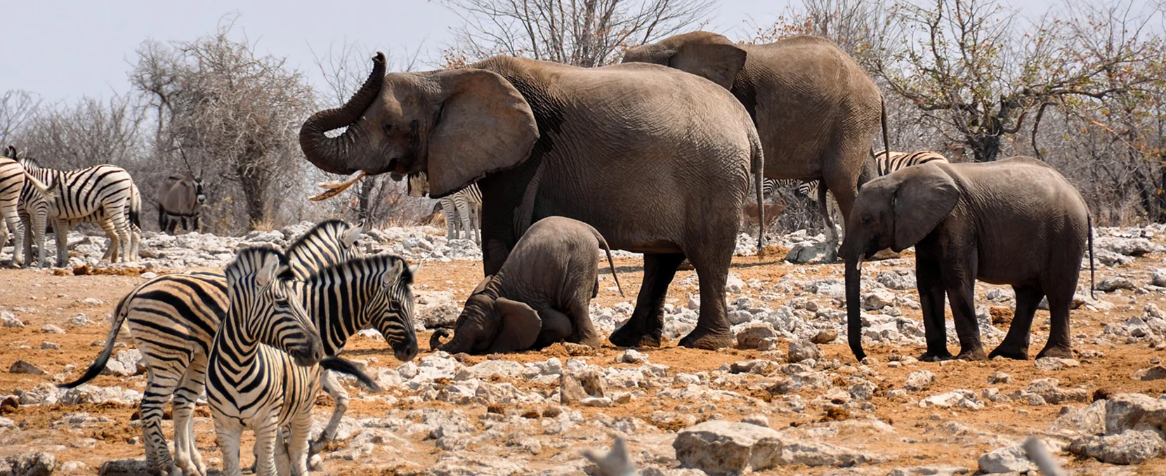January Safari