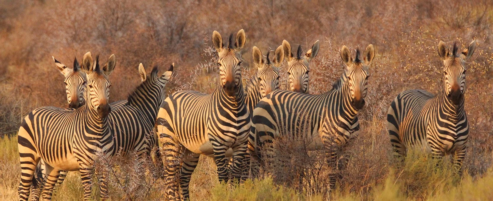 January Safari