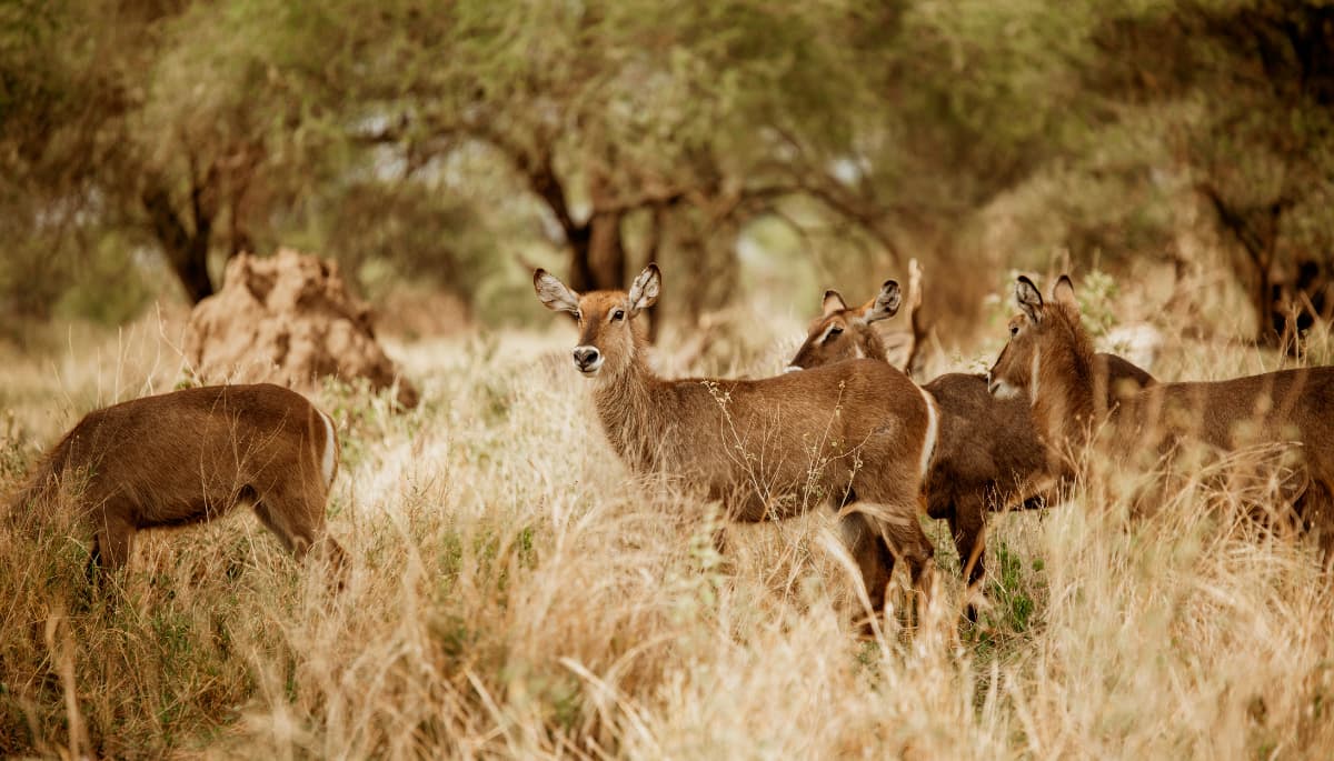 Tanzania's landscapes reflecting over 100 years of the Hey Safaris family's heritage and local expertise
