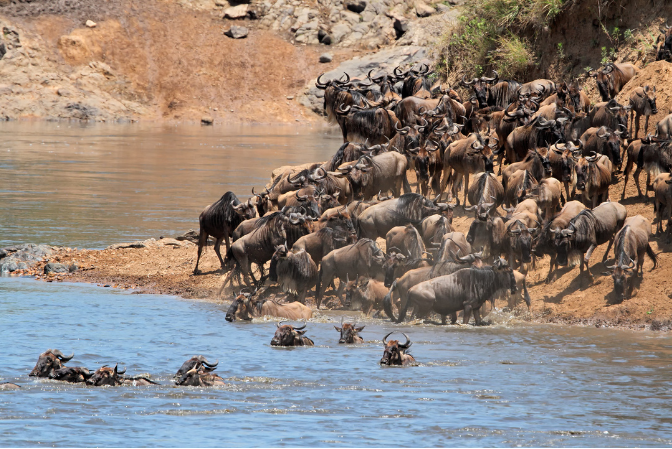 Wildebeest crossing the Mara River during the Great Migration in Serengeti National Park